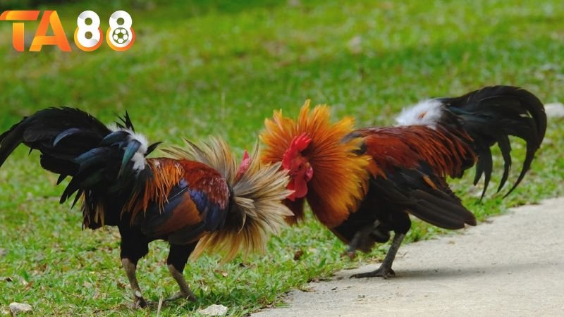 Cá cược đá gà TA88: Hướng dẫn chi tiết và chiến lược 2 Cách tham gia cá cược đá gà tại TA88