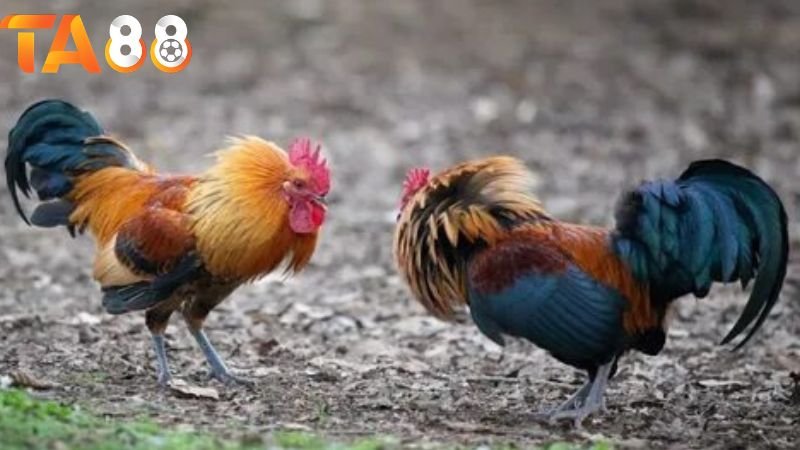 Đá gà cựa sắt TA88: Truyền thống và hiện đại trong môn thể thao đặc sắc 2 Giới thiệu về đá gà cựa sắt TA88