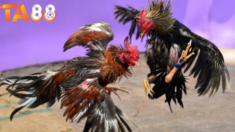 Đá gà cựa sắt TA88: Truyền thống và hiện đại trong môn thể thao đặc sắc 4 Những điều cần lưu ý khi tham gia đá gà cựa sắt TA88