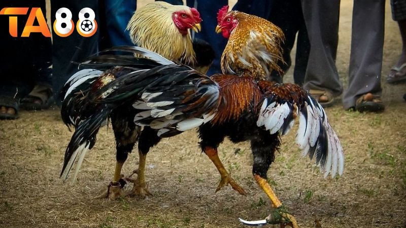 Trực tiếp đá gà TA88: Khám phá thế giới chọi gà trực tuyến 2 Cách thức tham gia đá gà TA88