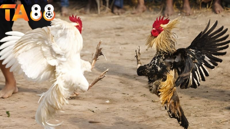 Trực tiếp đá gà TA88: Khám phá thế giới chọi gà trực tuyến 4 Kinh nghiệm xem và dự đoán kết quả đá gà