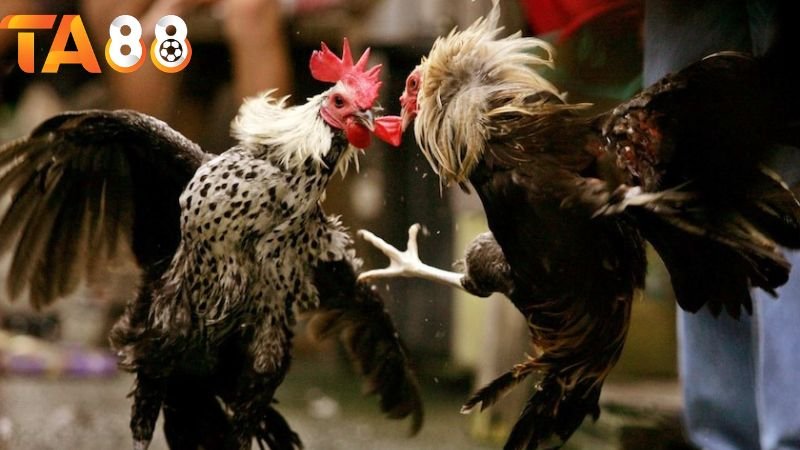 Trực tiếp đá gà TA88: Khám phá thế giới chọi gà trực tuyến 3 Những ưu điểm khi xem đá gà trực tiếp tại TA88