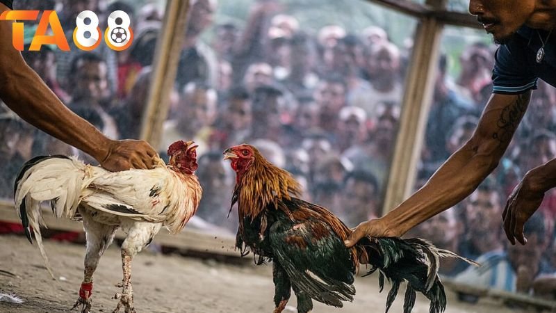 Xem đá gà Campuchia TA88 – Trực tiếp HD, cược liền tay 2 Các giải đấu đá gà Campuchia